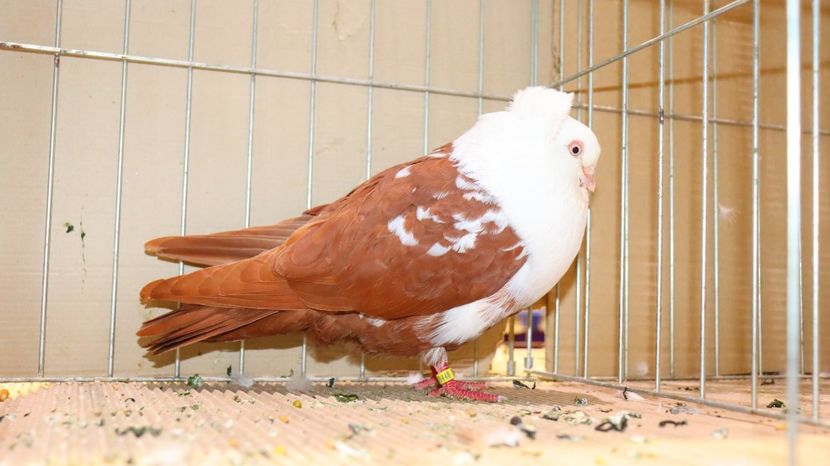  - Timisoara 26-01-2025