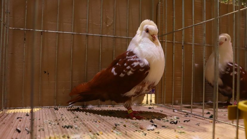  - Timisoara 26-01-2025