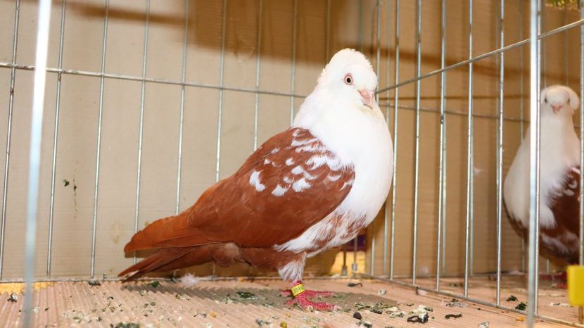  - Timisoara 26-01-2025