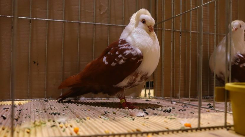  - Timisoara 26-01-2025