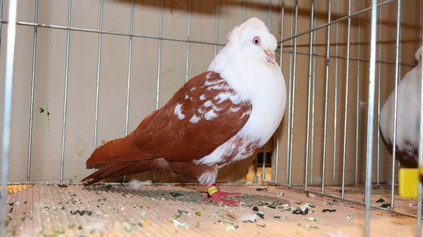  - Timisoara 26-01-2025