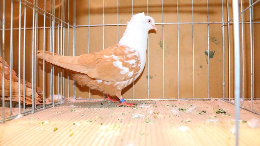  - Timisoara 26-01-2025