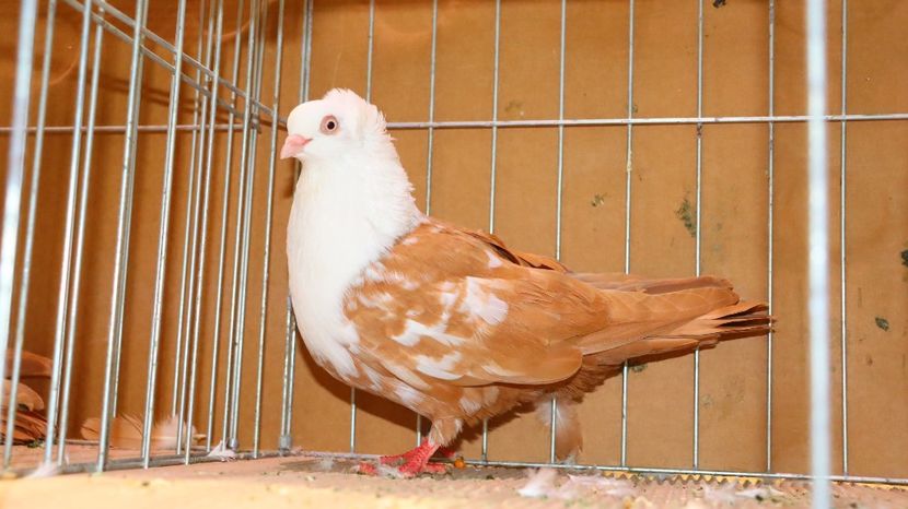  - Timisoara 26-01-2025