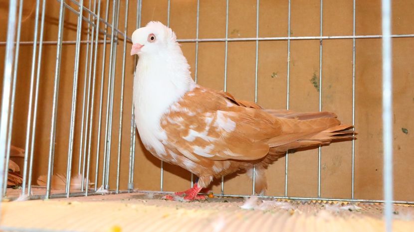  - Timisoara 26-01-2025