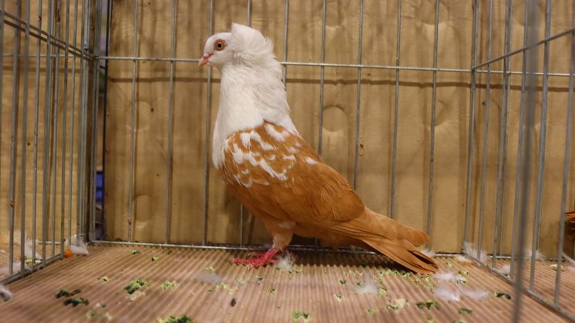  - Timisoara 26-01-2025