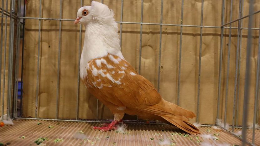  - Timisoara 26-01-2025