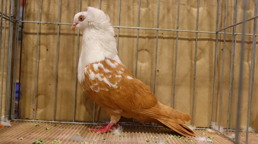  - Timisoara 26-01-2025