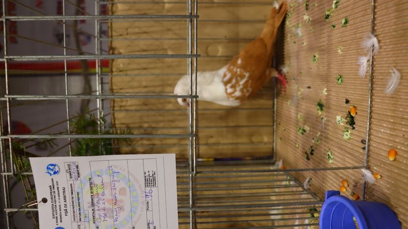  - Timisoara 26-01-2025