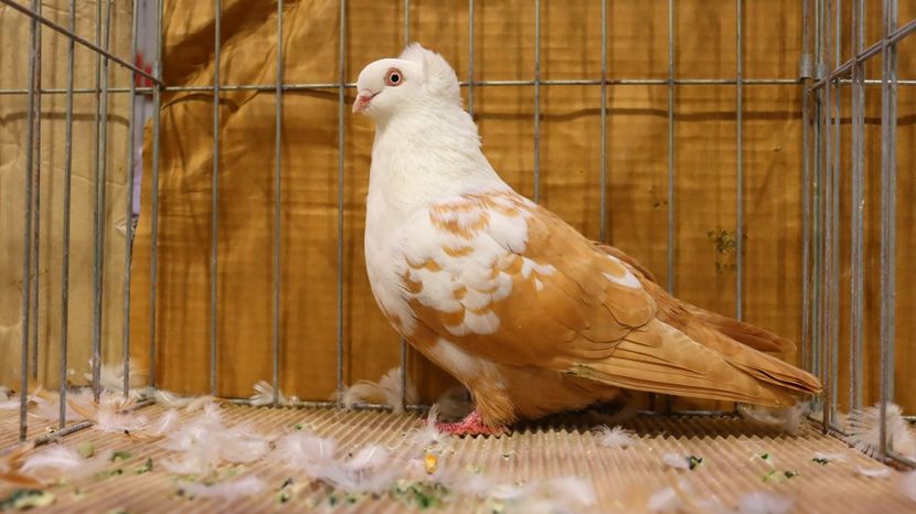  - Timisoara 26-01-2025