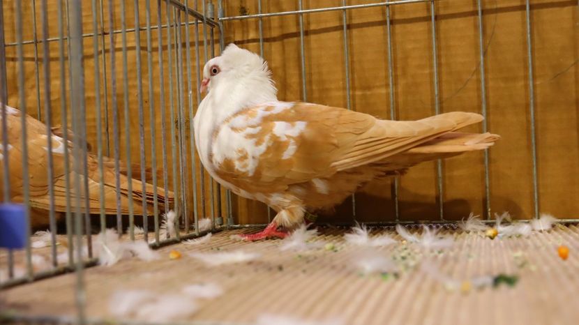  - Timisoara 26-01-2025