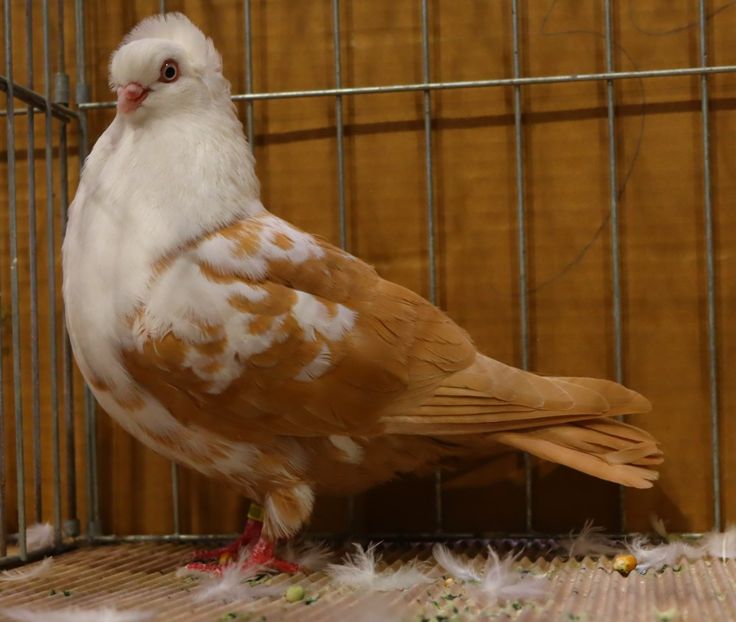  - Timisoara 26-01-2025