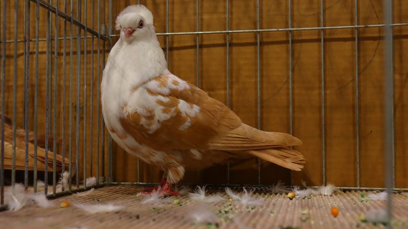  - Timisoara 26-01-2025