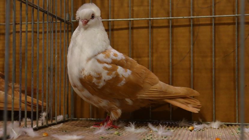  - Timisoara 26-01-2025