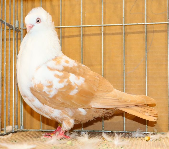  - Timisoara 26-01-2025