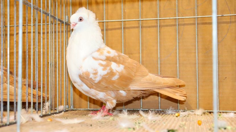  - Timisoara 26-01-2025