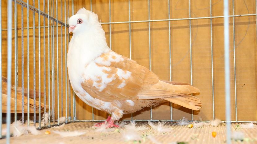  - Timisoara 26-01-2025