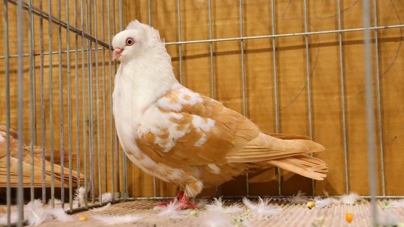  - Timisoara 26-01-2025