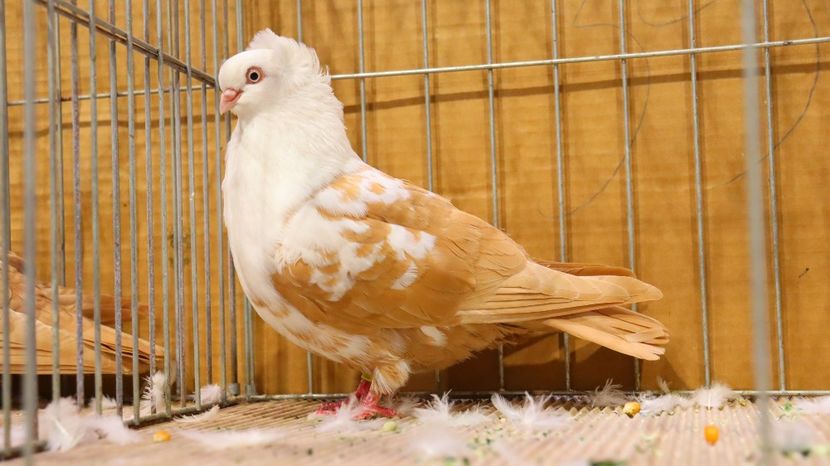  - Timisoara 26-01-2025