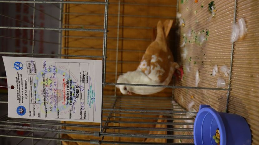  - Timisoara 26-01-2025