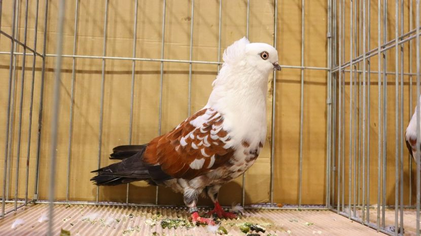  - Timisoara 26-01-2025