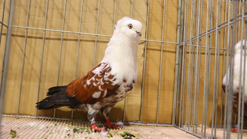  - Timisoara 26-01-2025