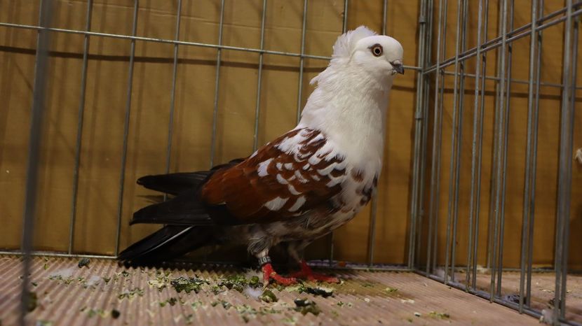  - Timisoara 26-01-2025