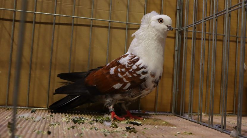  - Timisoara 26-01-2025