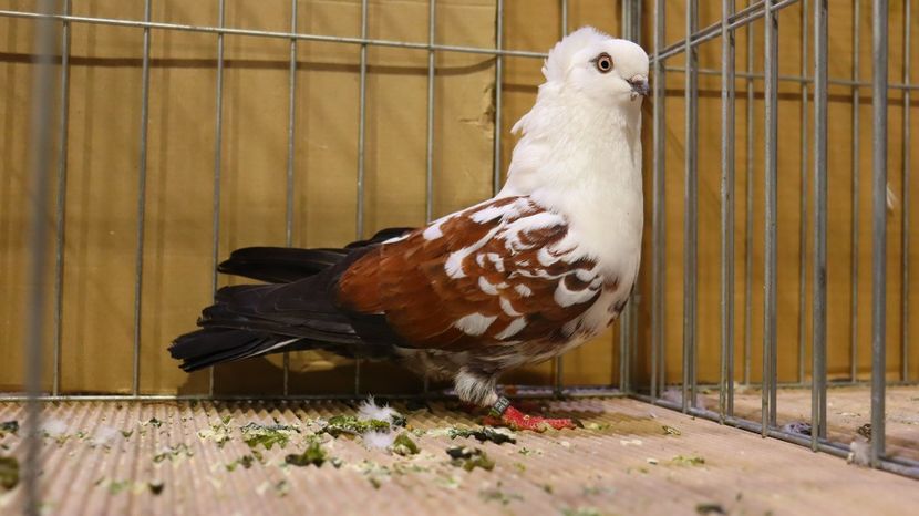  - Timisoara 26-01-2025