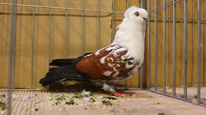  - Timisoara 26-01-2025