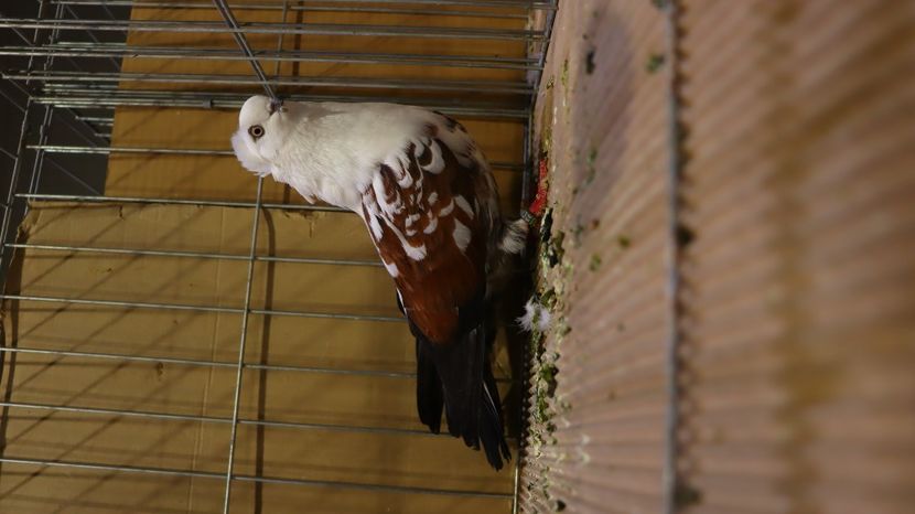  - Timisoara 26-01-2025