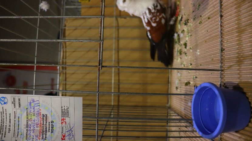  - Timisoara 26-01-2025