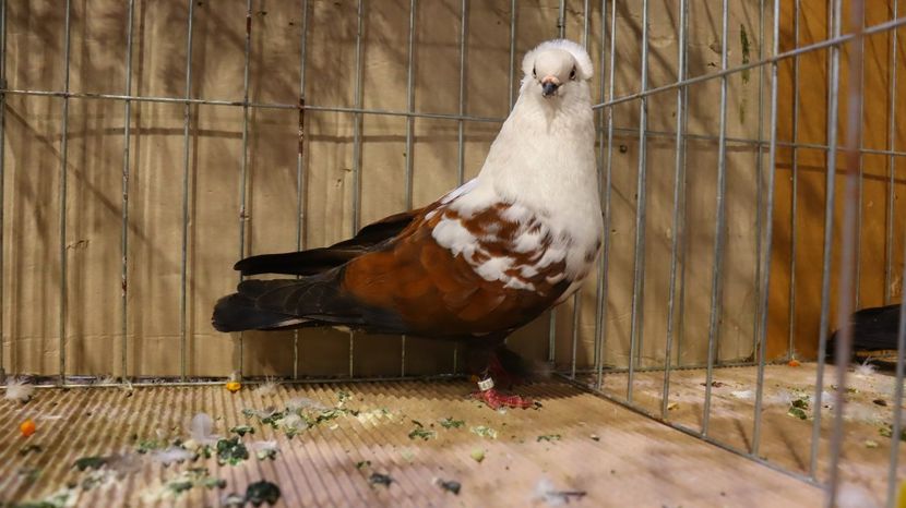  - Timisoara 26-01-2025