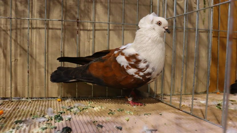  - Timisoara 26-01-2025