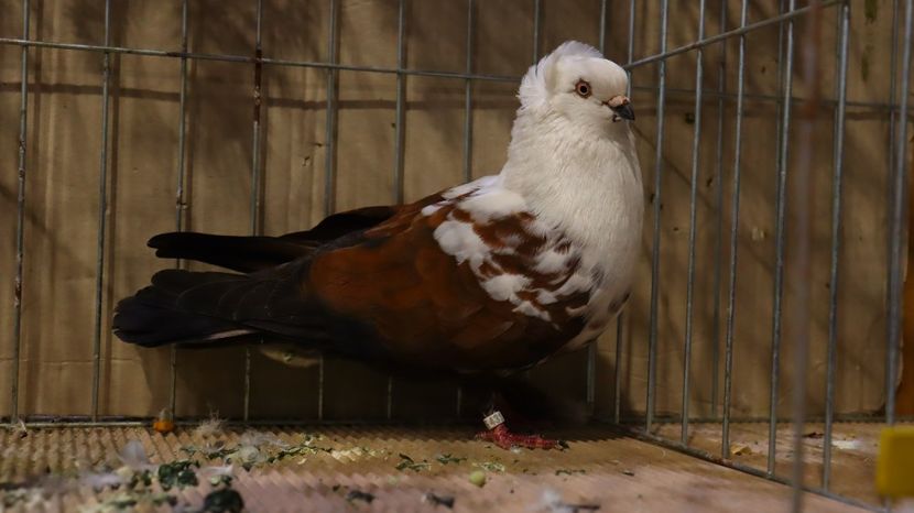  - Timisoara 26-01-2025