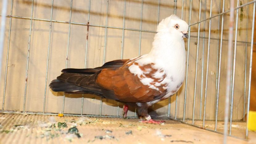  - Timisoara 26-01-2025