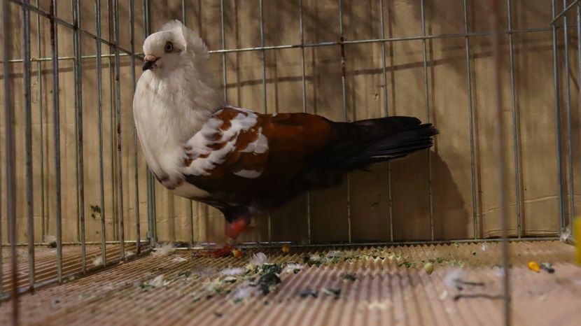  - Timisoara 26-01-2025