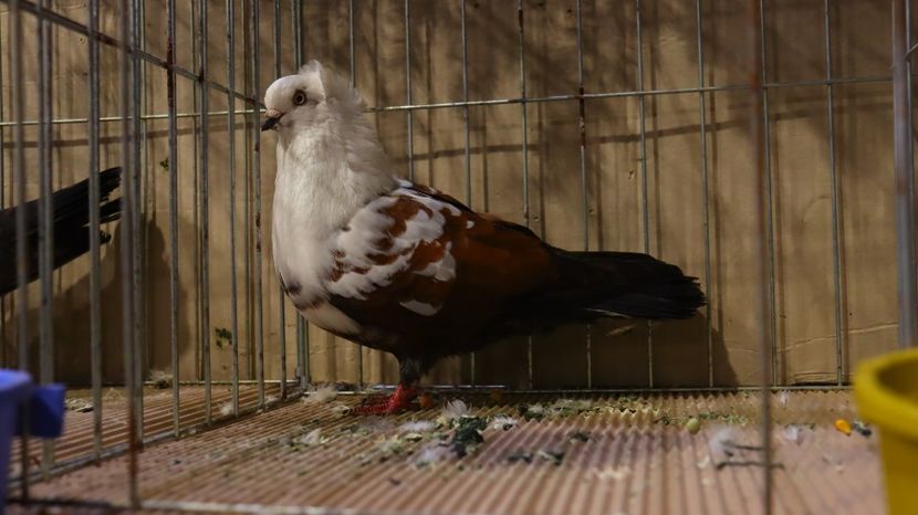  - Timisoara 26-01-2025