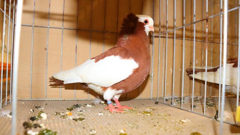  - Timisoara 26-01-2025