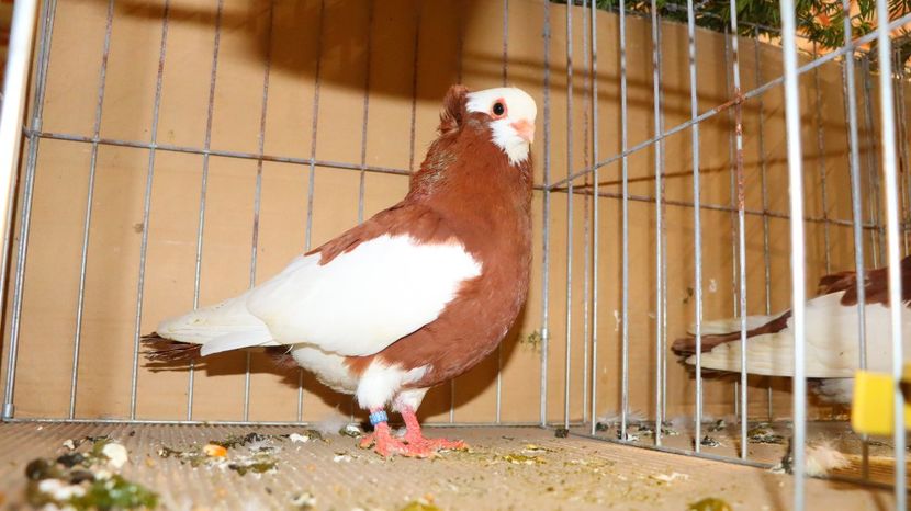  - Timisoara 26-01-2025