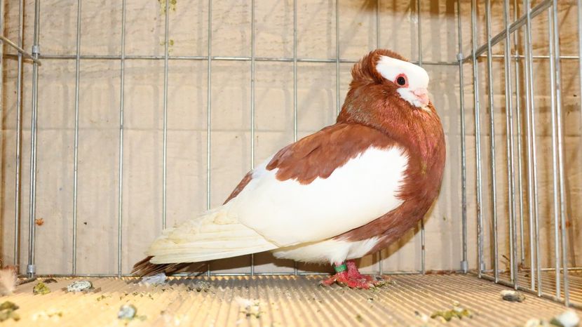  - Timisoara 26-01-2025