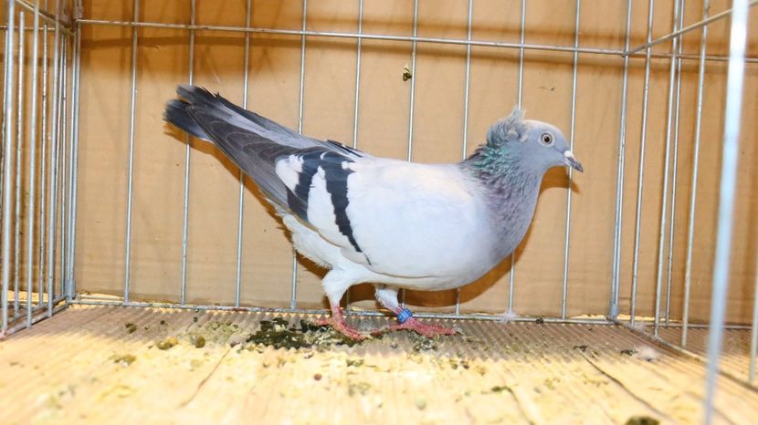  - Timisoara 26-01-2025