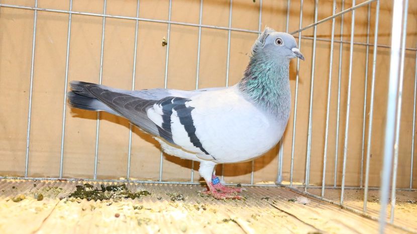  - Timisoara 26-01-2025