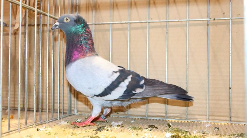  - Timisoara 26-01-2025