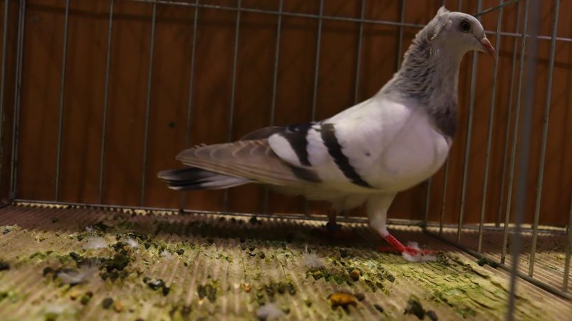  - Timisoara 26-01-2025