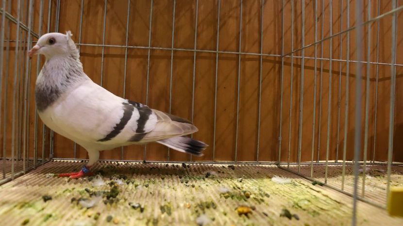  - Timisoara 26-01-2025