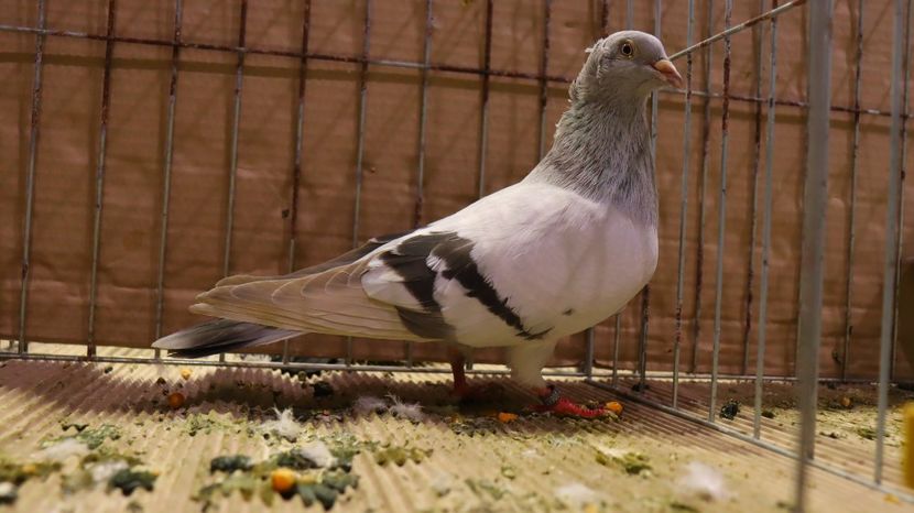  - Timisoara 26-01-2025