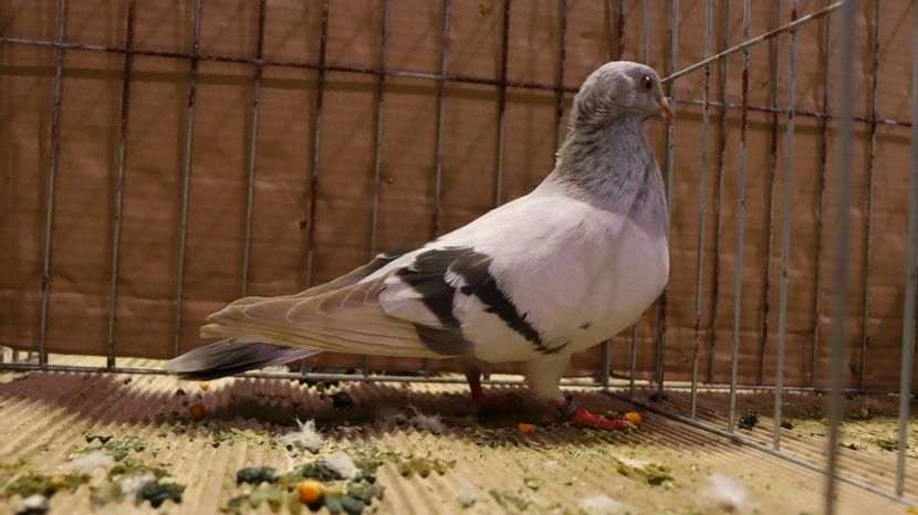  - Timisoara 26-01-2025