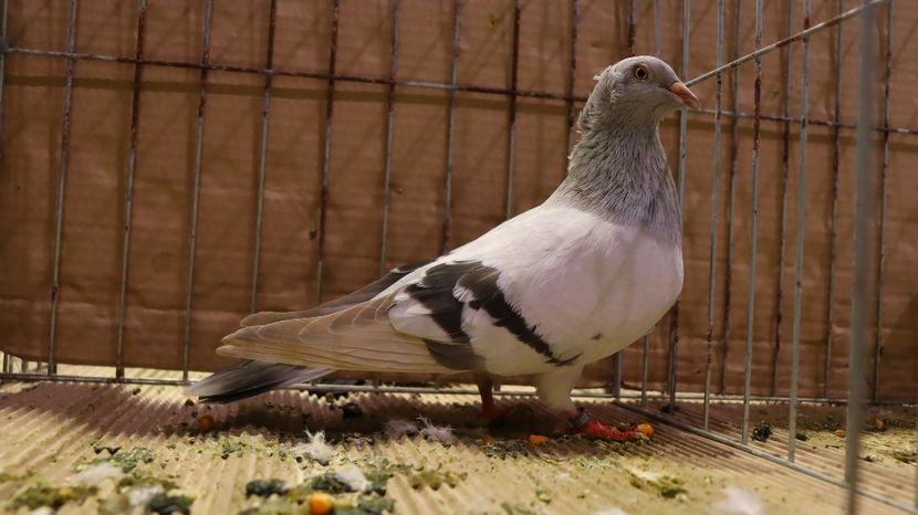  - Timisoara 26-01-2025