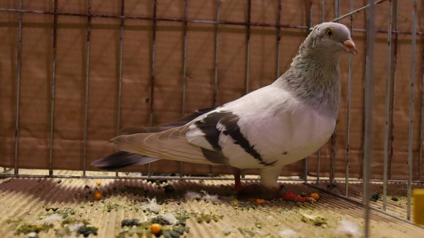  - Timisoara 26-01-2025