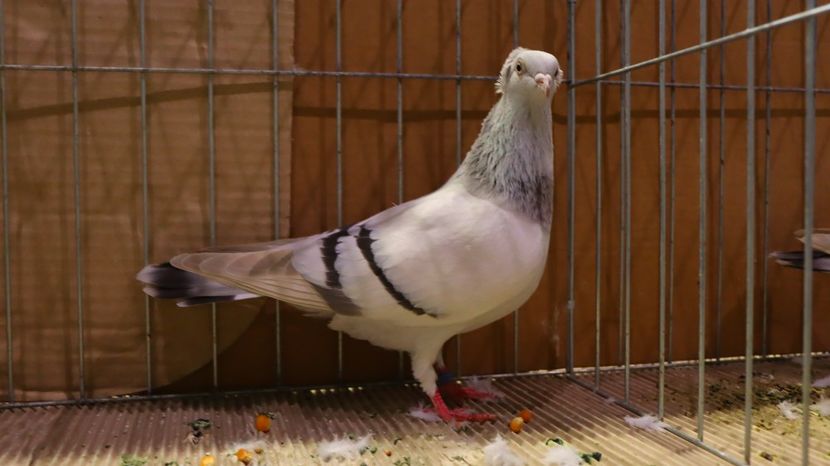  - Timisoara 26-01-2025